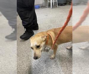 Shepradors Dogs for adoption in Houston, TX, USA