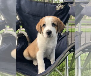Great Pyrenees-Unknown Mix Dogs for adoption in Plainfield, IL, USA