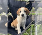 Small Great Pyrenees Mix