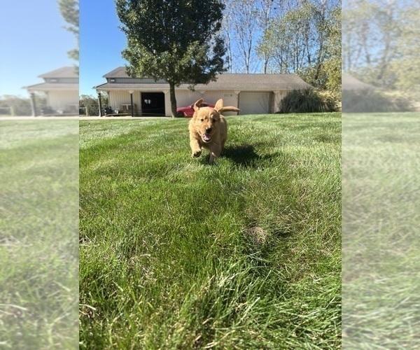 Medium Photo #4 Golden Retriever Puppy For Sale in FREDERICKSBG, OH, USA
