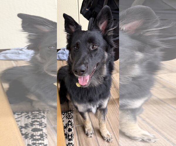 Medium Photo #3 German Shepherd Dog Puppy For Sale in Cupertino, CA, USA