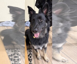 Scar OS - Male German Shepherd Dog Dog for Adoption - Photo #3