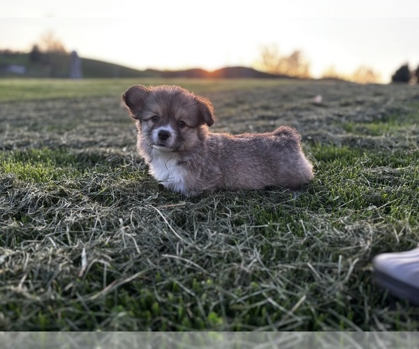 Medium Photo #2 Pembroke Welsh Corgi Puppy For Sale in COBLESKILL, NY, USA