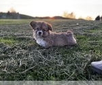 Small #1 Pembroke Welsh Corgi