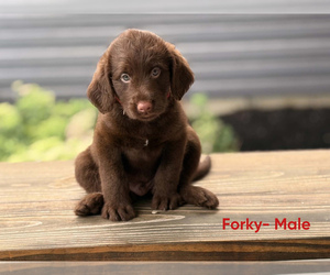 Medium Labradoodle