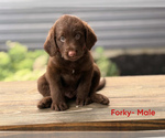 Puppy Forky Labradoodle