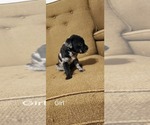 Small Photo #11 Catahoula Leopard Dog-Rottweiler Mix Puppy For Sale in BRADFORD, NY, USA