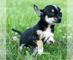 Small #4 Chihuahua