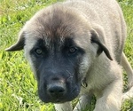 Small Photo #5 Anatolian Shepherd Puppy For Sale in LITTLE MEADOWS, PA, USA