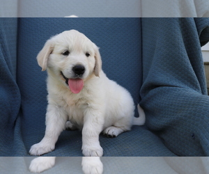 Golden Retriever Puppy for sale in SHILOH, OH, USA