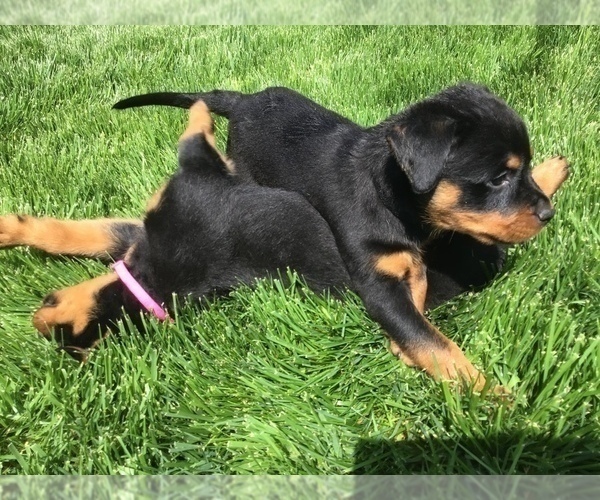 Medium Photo #31 Rottweiler Puppy For Sale in OAK GLEN, CA, USA