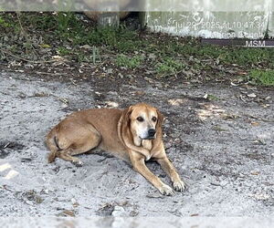 Labrador Retriever-Unknown Mix Dogs for adoption in Ocala, FL, USA