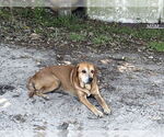 Small Labrador Retriever Mix