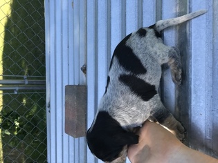 Bluetick Coonhound Puppy for sale in DAWSONVILLE, GA, USA