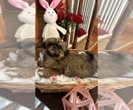 Small Photo #7 Shih Tzu Puppy For Sale in BRIDGETON, NJ, USA