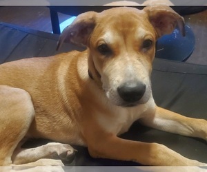 American Pit Bull Terrier-German Shepherd Dog Mix Puppy for sale in TERRE HAUTE, IN, USA