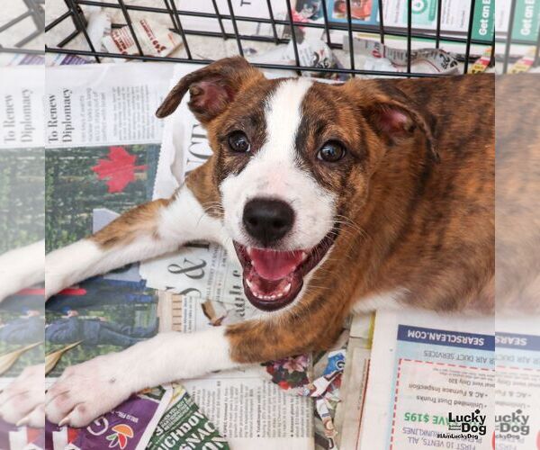 Medium Photo #4 Mutt Puppy For Sale in Washington, DC, USA
