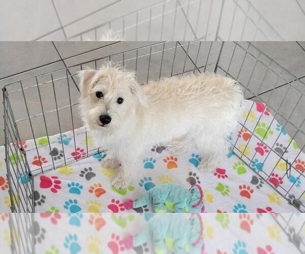 Medium Photo #1 Schnoodle (Miniature) Puppy For Sale in ORO VALLEY, AZ, USA