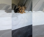 Small Yorkshire Terrier