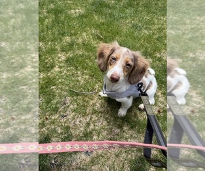 Dachshund Puppy for sale in AURORA, CO, USA