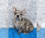 Small #2 French Bulldog
