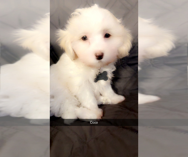 Medium Photo #1 Maltipoo (Miniature) Puppy For Sale in HIGH POINT, NC, USA