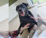 Small #1 Labrador Retriever Mix