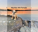 Image preview for Ad Listing. Nickname: Myrtles litter