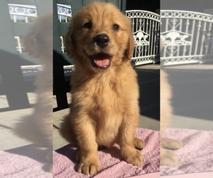 Golden Retriever Puppy for sale in SANTA ANA, CA, USA