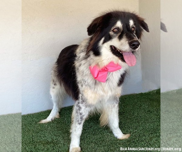 Medium Photo #3 Border Collie-Unknown Mix Puppy For Sale in San Diego, CA, USA