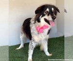 Small #2 Border Collie Mix