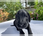 Small #1 Labradoodle