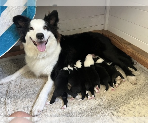 Medium Photo #22 Border-Aussie Puppy For Sale in GLENDORA, CA, USA