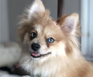 Mother of the Pomeranian puppies born on 11/14/2022