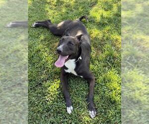 RYAN - Female Border Collie-Unknown Mix Dog for Adoption - Photo #2
