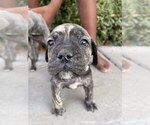 Small Photo #5 Bullmastiff Puppy For Sale in VICTORVILLE, CA, USA