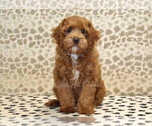Cavapoo Puppy for sale in DENVER, PA, USA