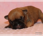 Small Photo #14 French Bulldog Puppy For Sale in WINNSBORO, TX, USA