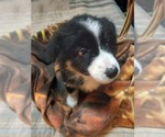 Small Photo #3 Border-Aussie Puppy For Sale in COOS BAY, OR, USA