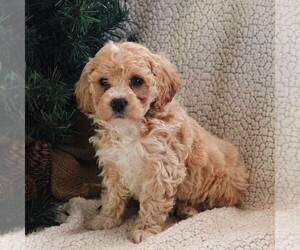Cavachon Puppy for sale in BIRD IN HAND, PA, USA