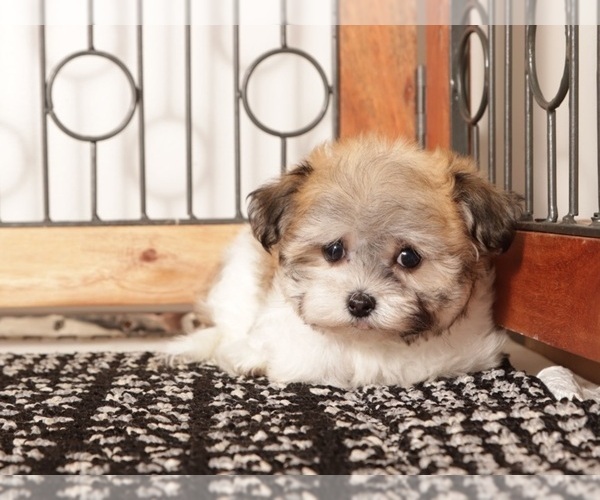 Medium Photo #2 Havanese Puppy For Sale in NAPLES, FL, USA