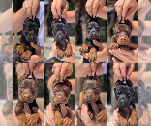 Doberman Pinscher Puppy for sale in COUNTRYSIDE, IL, USA