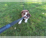 Puppy 1 Olde English Bulldogge