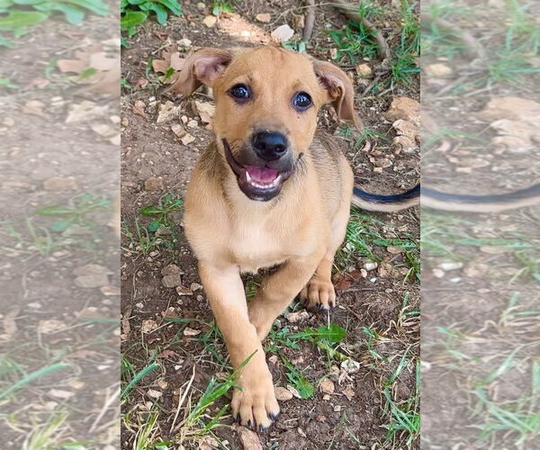 Medium Photo #4 Mutt Puppy For Sale in Green Forest, AR, USA