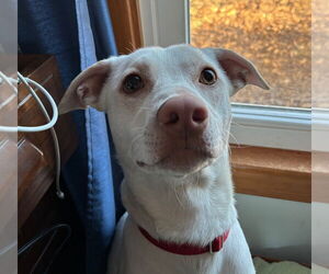 Mutt Dogs for adoption in Canton, CT, USA