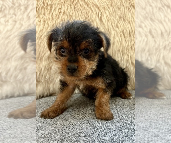 Medium Photo #2 Yorkshire Terrier Puppy For Sale in FAIR HAVEN, MI, USA