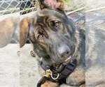 Small #1 German Shepherd Dog