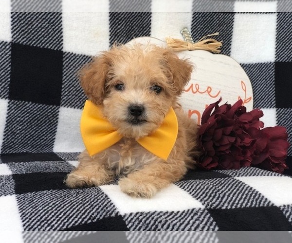 Medium Photo #8 Shih-Poo Puppy For Sale in LAKELAND, FL, USA