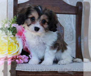 Cavachon Puppy for sale in GORDONVILLE, PA, USA