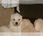 Small Photo #2 Goldendoodle Puppy For Sale in FAIRFIELD, CA, USA